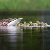 Nice Water