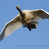 Whooper Swan at WWT Welney