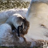 Baby Bath