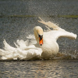 Bathing Mute Swan