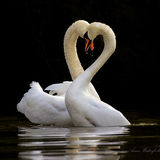 Just After Mating.