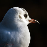 Black Headed Gull