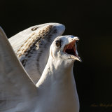 Juvenile Black Headed Gull