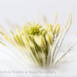 Clematis