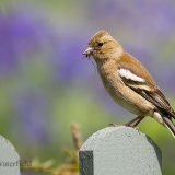 Female Chaffinch