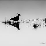 Lapwing.