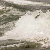 Eider Drake.