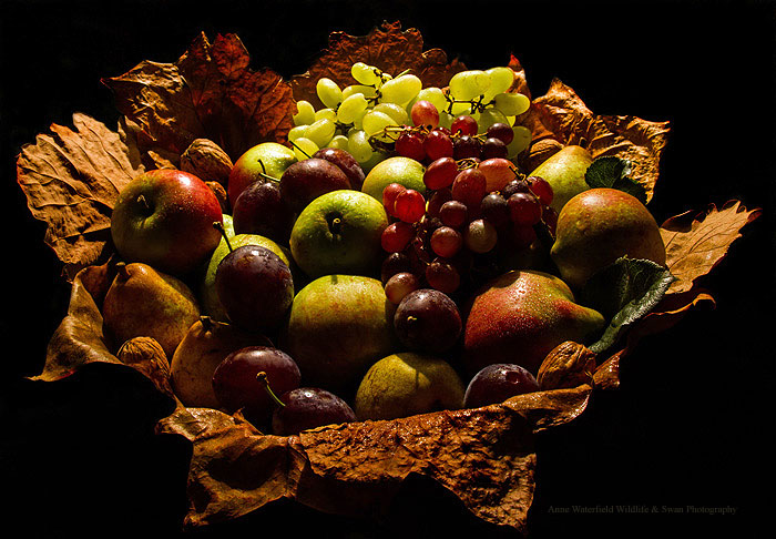 Autumn Harvest