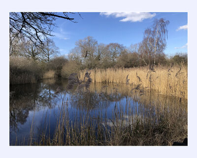 Peaceful Beauty at Wicken Fen