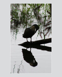 Upon Reflection (S Mackie)