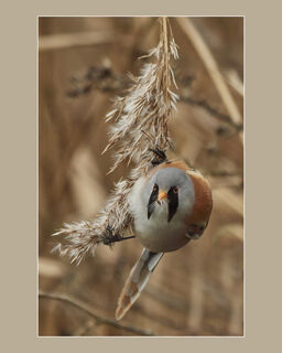 Male Bearded Tit (L Turner)