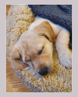 All Tuckered Out (M Barker)
