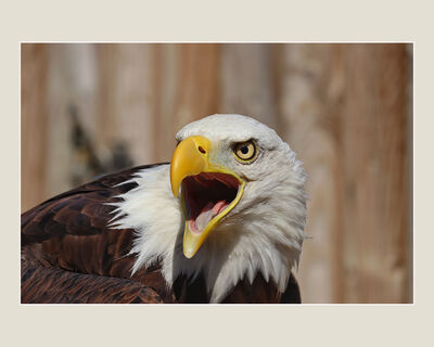 Captive Wild (M Stirrup)
