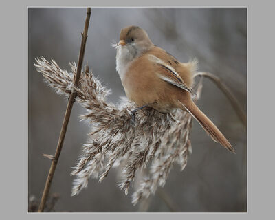 3rd Adult - Female Bearded Tit (L Turner)