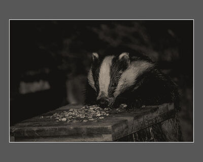 Garden Visitor (M Stirrup)