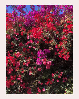 A Riot of Colour (M Birch)