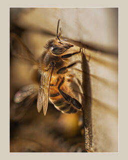 Worker Resting in April Sunlight (L Turner)
