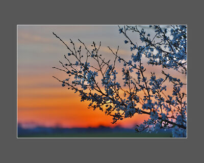 Blossom at sunset (G Richardson)