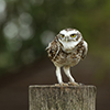 Swavesey Camera Club Flickr Group