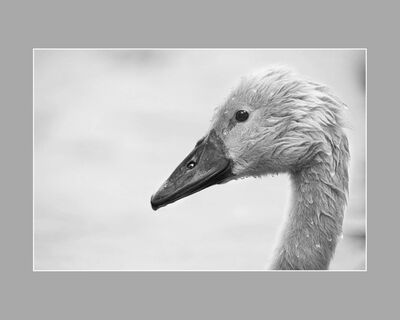 Cygnet Swan (K Lee)