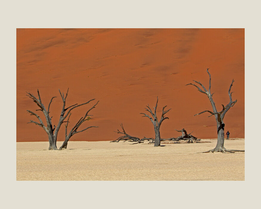 Dead Camel Thorn Trees Namibia (#43)