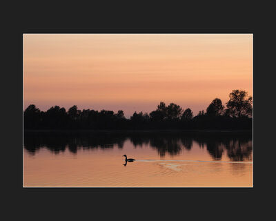 Great Crested Grebe at RSPB Fen Drayton (C Parish)