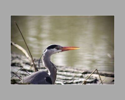 Heron (C Parish)