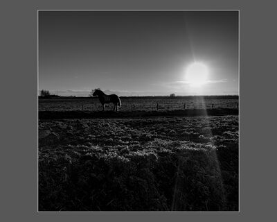 Horse at Sunset (J Dalston)