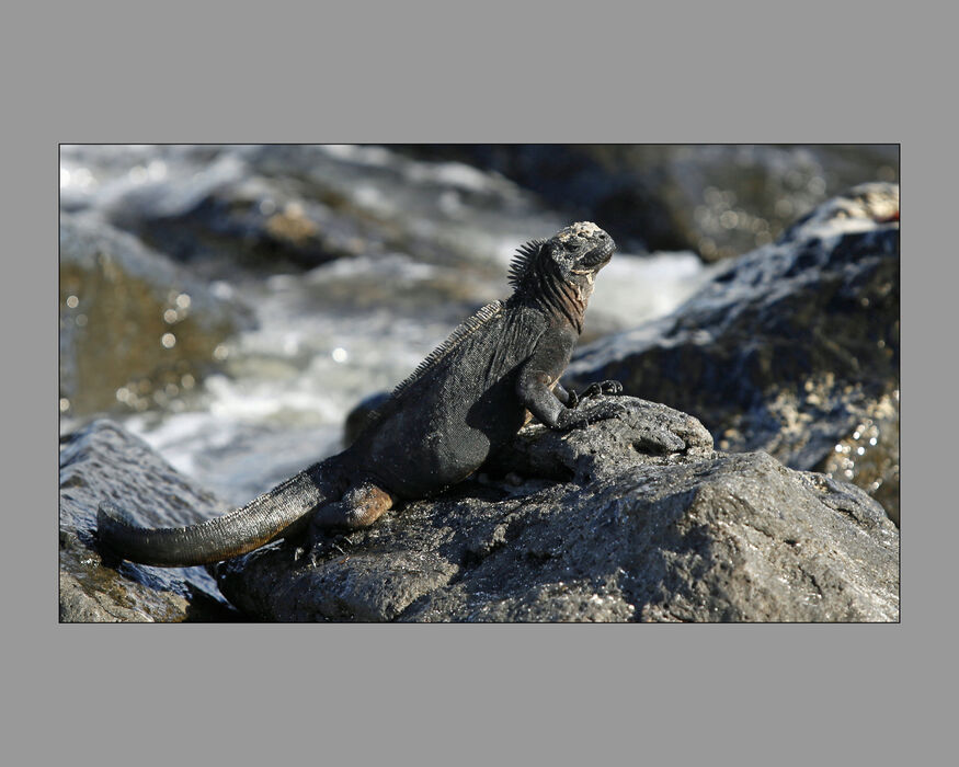 Marine Iguana (#17)
