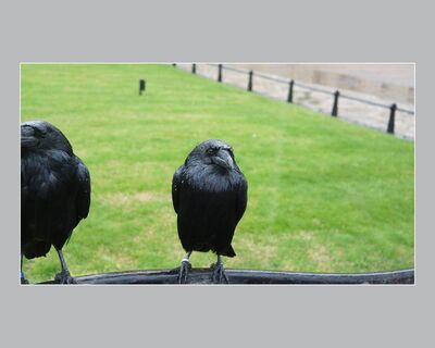 Raven (K Skehan)