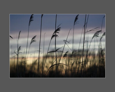 Reeds Against the Fading Light (C Parish)