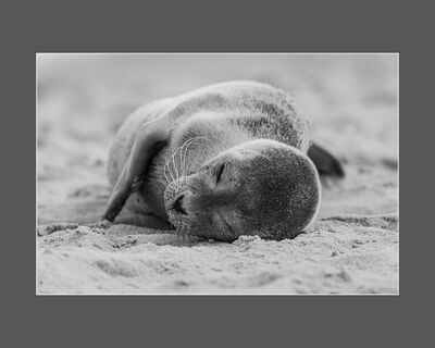 1st Adult - Seal Horsey (K Lee)