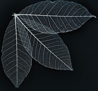 Simon Jelley Skeletal leaves 1