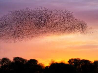 Simon Shore Starling murmuration 1