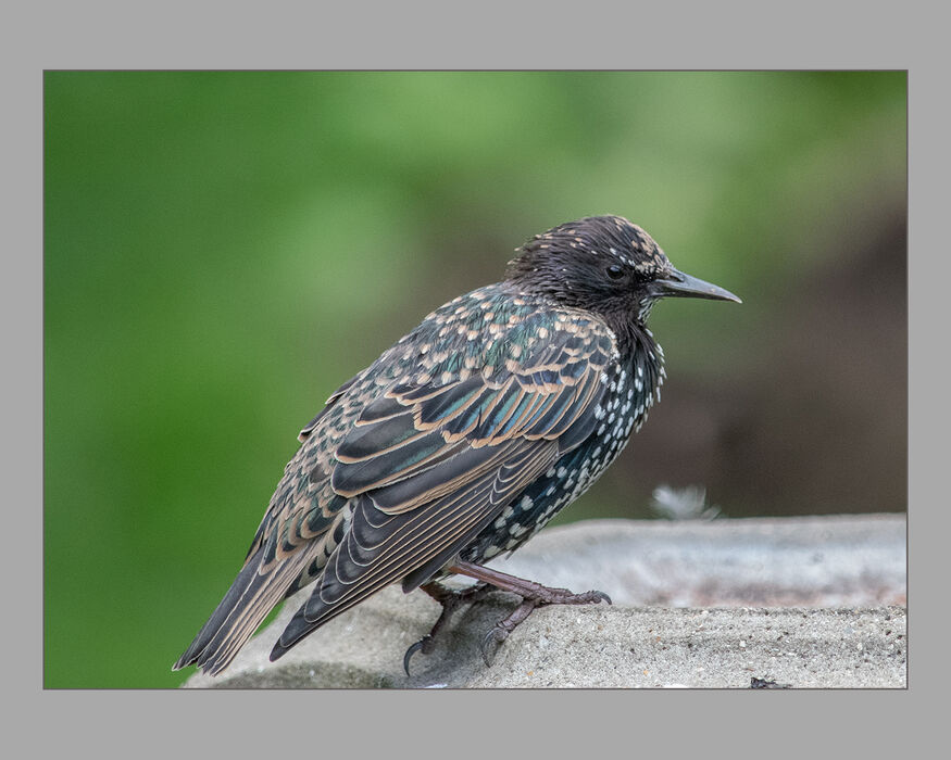 Starling - Nearly Adult Plumage (#339)