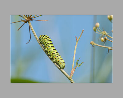 3rd Adult - Swallowtail Butterfly Caterpillar (K Lee)