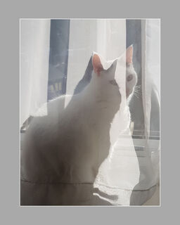 The Cat Inside (L Coulstock)