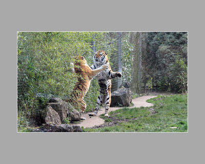 Tigers (A Ware)