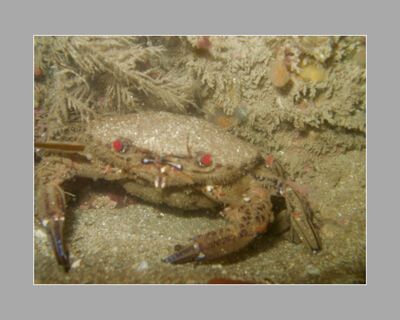 Velvet Swimming Crab (A Ware)