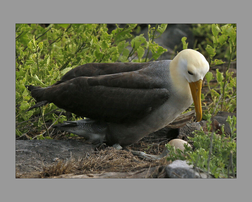 Waved Albatratross (#20)
