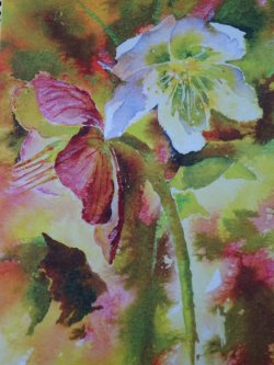 Hellebores SOLD