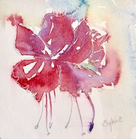 Fuschia in loosely painted watercolour