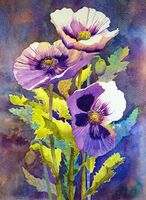 Garden poppies in watercolour