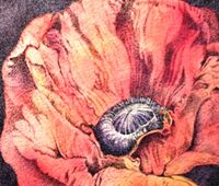 Poppy in watercolour and ink