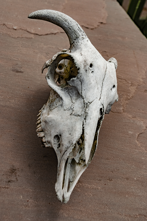 Ram's Skull