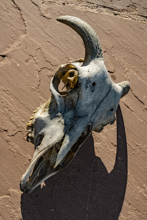 Ram's Skull 2