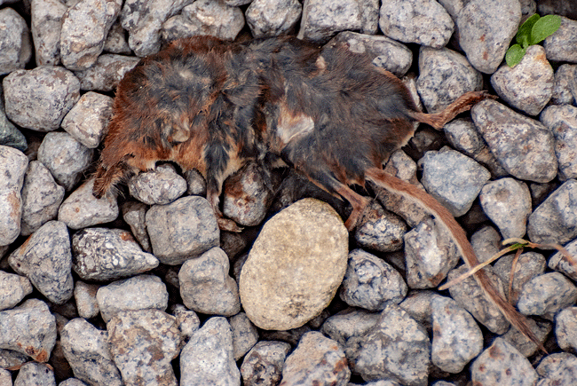 Shrew