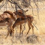 Black-faced Impala (Aepyceros melampus petersi)
