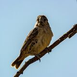 Sociable Weaver (Philetairus socius)