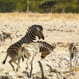 Burchell's Zebra (Equus quagga burchelli)